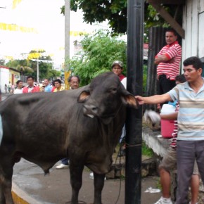 Las Vacas Culonas y la participación sandinista Las Vacas Culonas y la participación sandinista